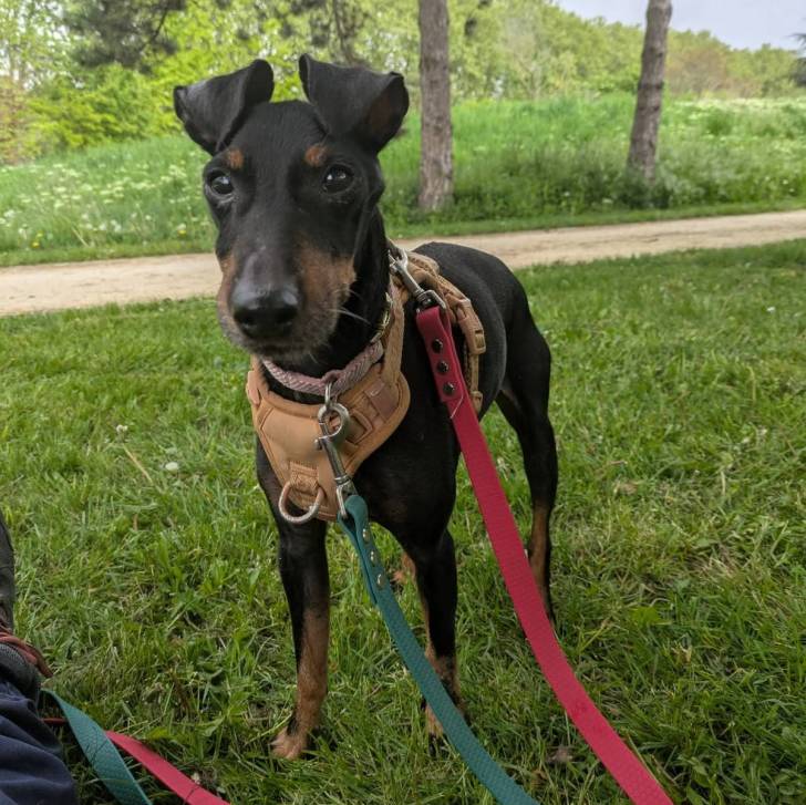Un Manchester Terrier sur un terrain herbeux et qui est tenu en laisse