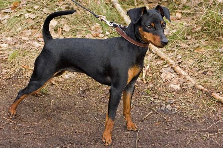 Un Manchester Terrier sur une surface herbacée et qui est tenu en laisse 