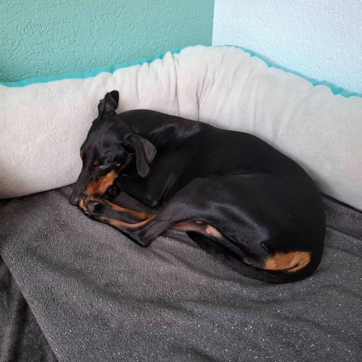 Un Manchester Terrier allongé et semblant détendu