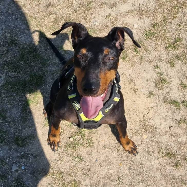 Un Manchester Terrier tirant la langue et portant un harnais 