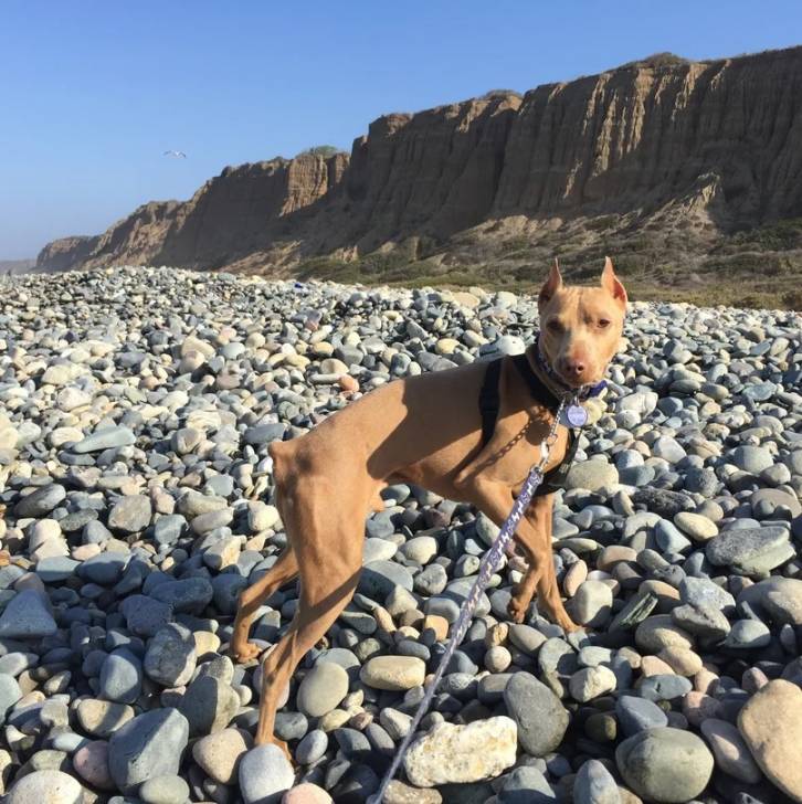 Un Manchester Terrier sur des gravillons et qui est tenu en laisse