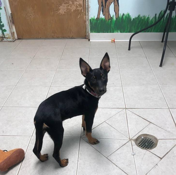 Un Manchester Terrier sur un sol carrelé et regardant vers la caméra