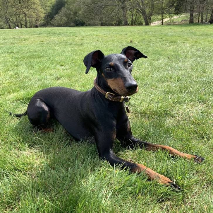 Un Manchester Terrier allongé sur un terrain herbeux et portant un collier autour du cou