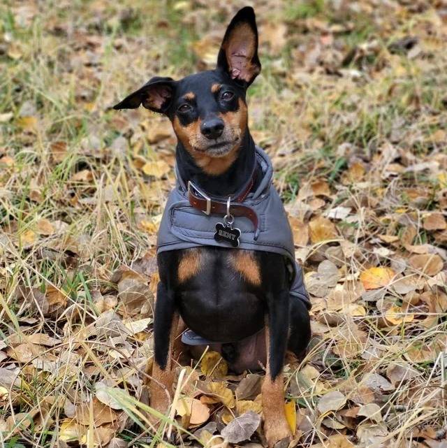 Un Manchester Terrier assis sur une surface herbacée et portant un collier autour du cou