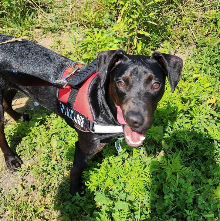Un Manchester Terrier sur un terrain herbeux et portant un harnais 