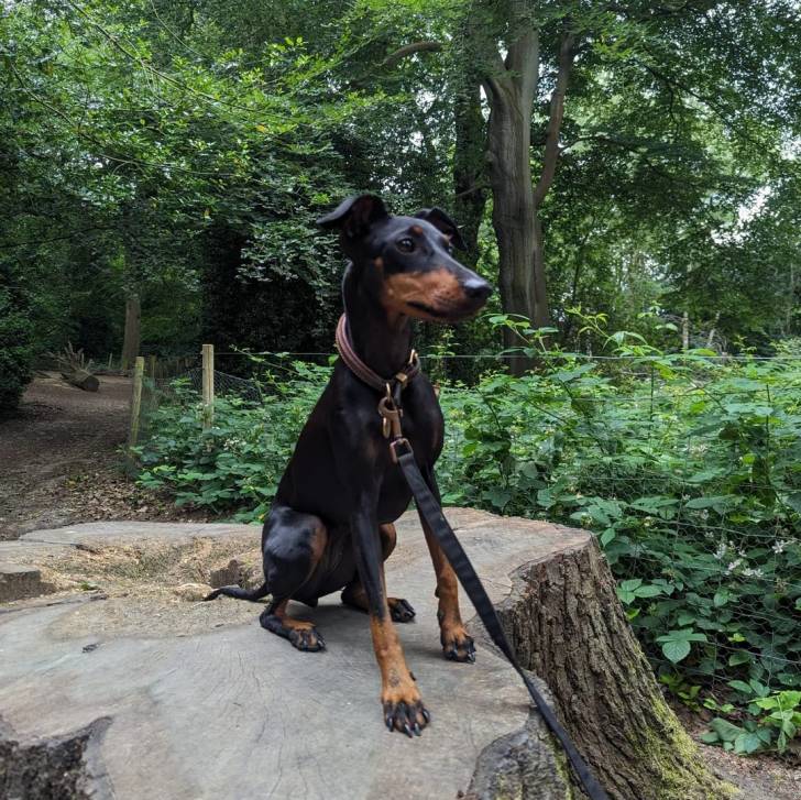 Un Manchester Terrier assis sur un tronc d'arbre et qui est tenu en laisse 