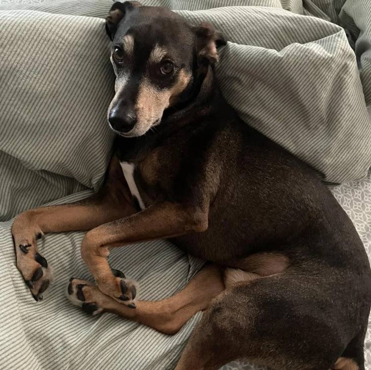 Un Manchester Terrier allongé et semblant détendu 