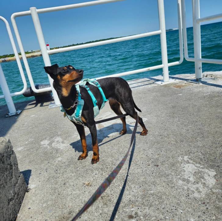Un Manchester Terrier sur une surface bétonnée et qui est tenu en laisse
