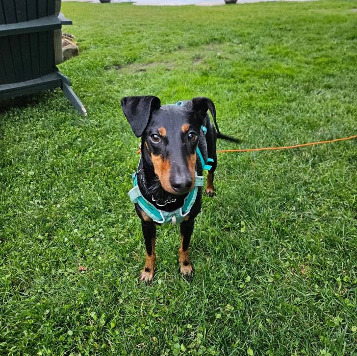 Un Manchester Terrier sur un terrain herbeux et qui est tenu en laisse
