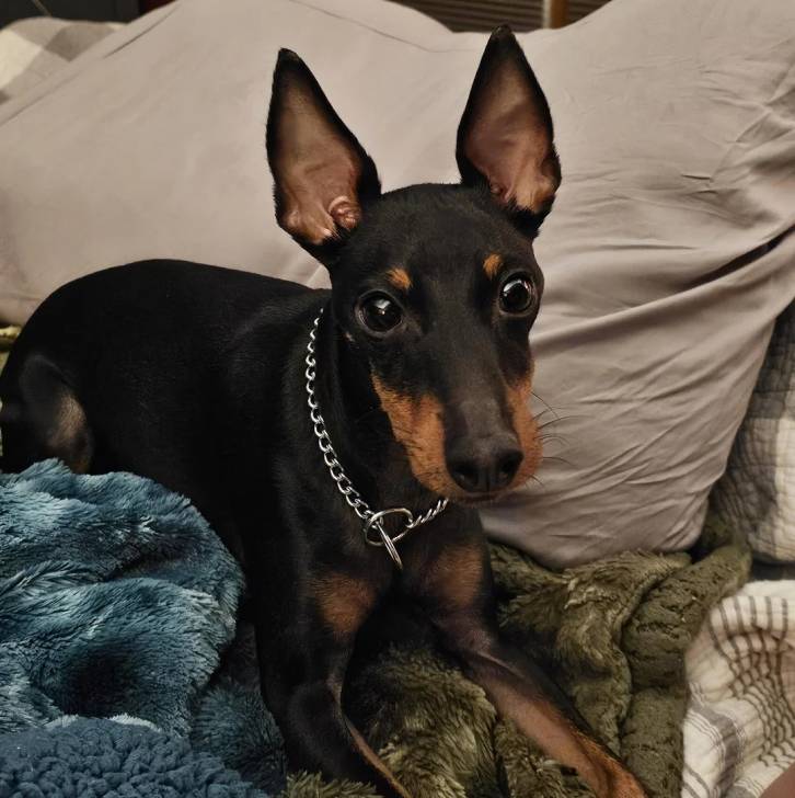 Un Manchester Terrier allongé et portant un collier autour du cou