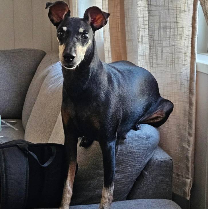 Un Manchester Terrier 