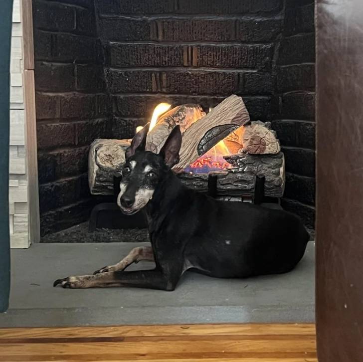 Un Manchester Terrier allongé devant une cheminée