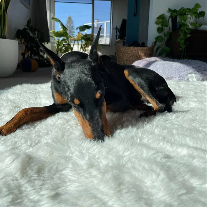 Un Manchester Terrier allongé et semblant détendu