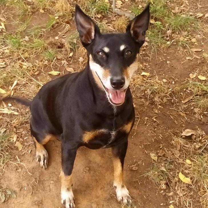 Un Manchester Terrier assis et ayant la gueule ouverte   