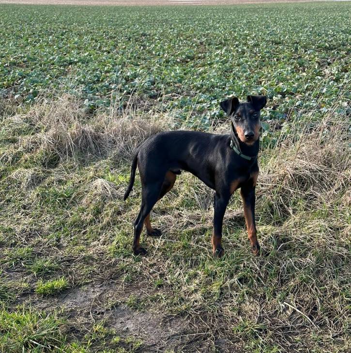 Un Manchester Terrier sur une surface herbacée et portant un collier autour du cou