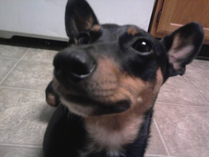 the sweetest - Manchester Terrier