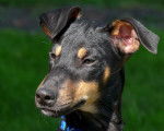 Photo Manchester Terrier