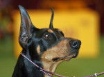 Toy - Manchester Terrier Mâle