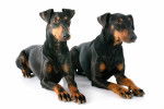 Photo Manchester Terrier