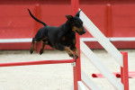 Photo Manchester Terrier