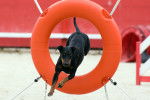 Photo Manchester Terrier