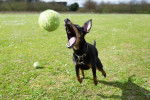 Photo Manchester Terrier