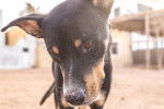 Photo Manchester Terrier