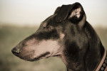 Photo Manchester Terrier