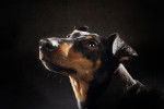 Photo Manchester Terrier
