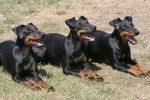 Photo Manchester Terrier