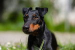 Photo Manchester Terrier