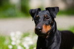 Photo Manchester Terrier