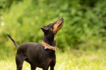 Photo Manchester Terrier