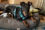 Un Manchester Terrier allongé dans un panier et portant un harnais 