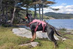 Un Manchester Terrier sur un terrain herbeux et portant un harnais 