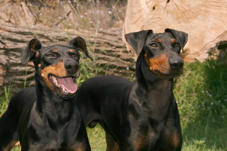 Photo Manchester Terrier