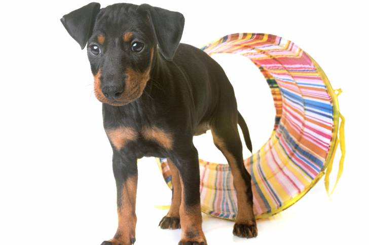 Photo Manchester Terrier
