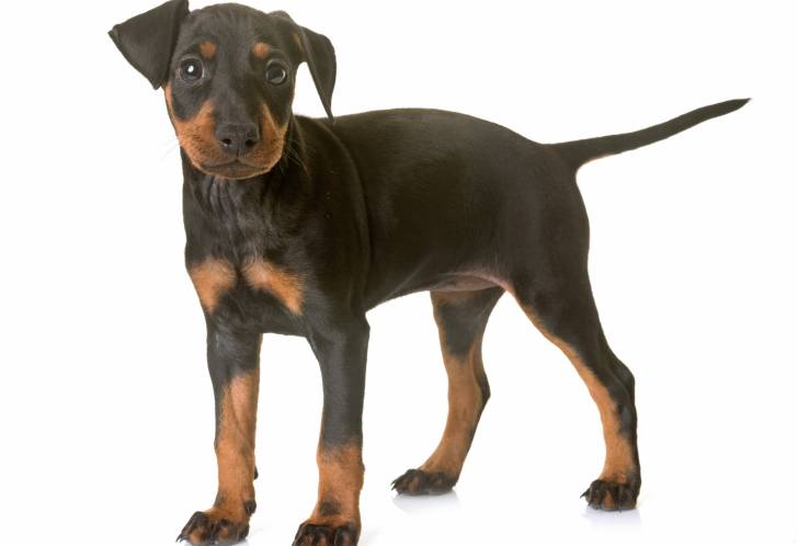 Photo Manchester Terrier
