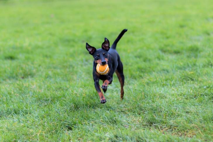 Photo Manchester Terrier