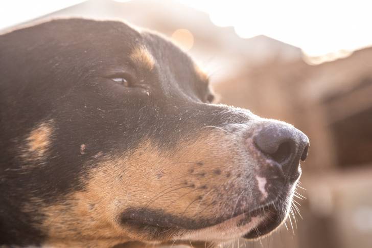 Photo Manchester Terrier