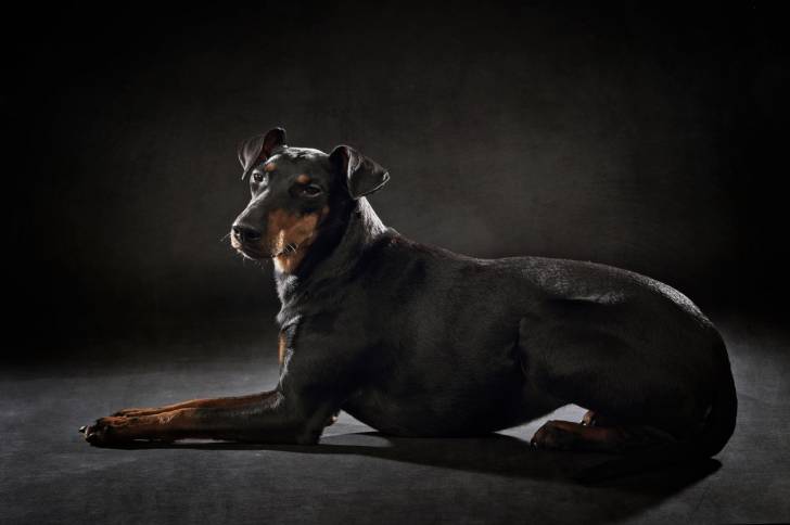 Photo Manchester Terrier