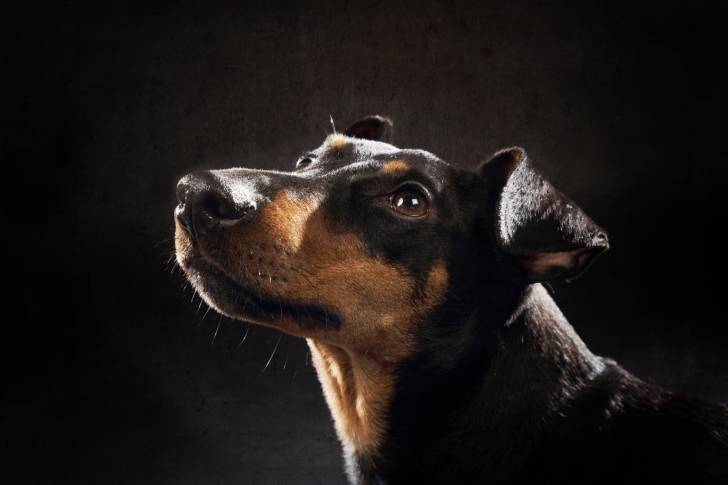 Photo Manchester Terrier