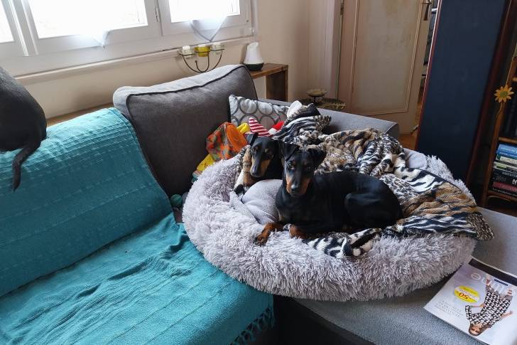 Deux Manchester Terrier allongés dans un panier  et regardant tous deux la caméra 