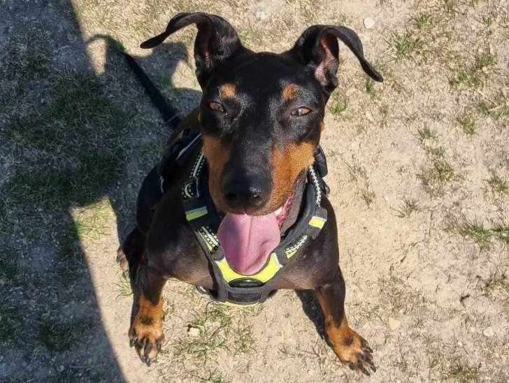 Un Manchester Terrier tirant la langue et portant un harnais 