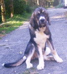 Aquilès - Mâtin Espagnol Mâle (2 mois)