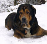 Teddy Bear - Mâtin Espagnol Mâle (3 ans)