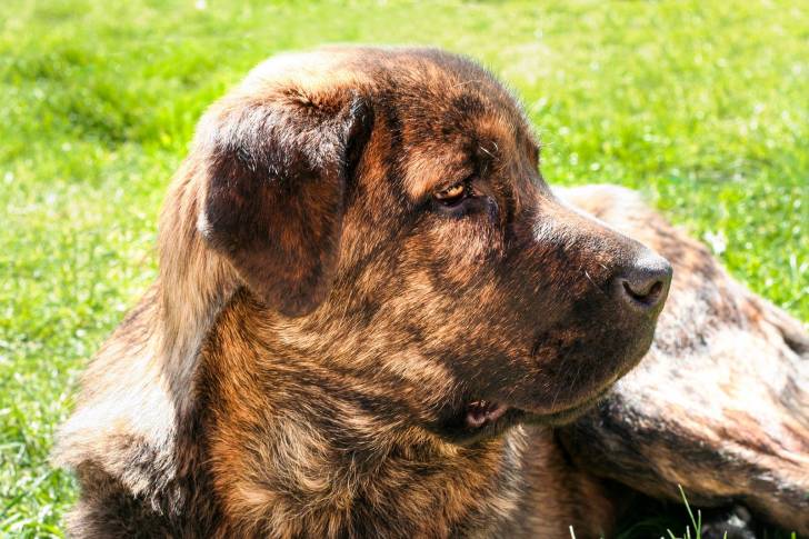 Photo Mâtin Espagnol