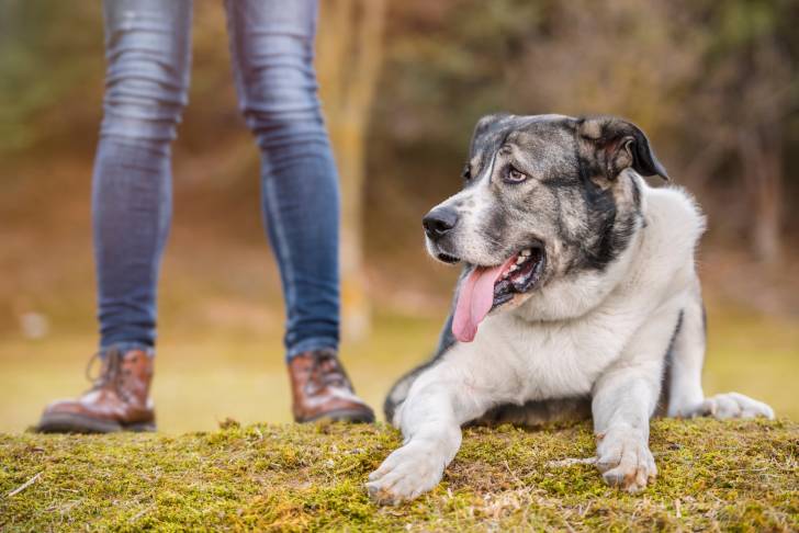 Photo Mâtin Espagnol