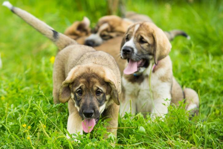 Photo Mâtin Espagnol