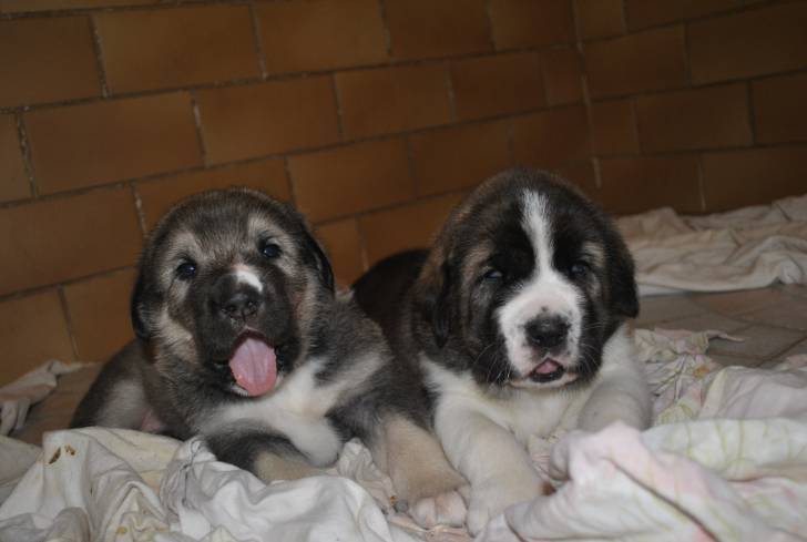 Fred et Fargo - Mâtin Espagnol Mâle (1 mois)